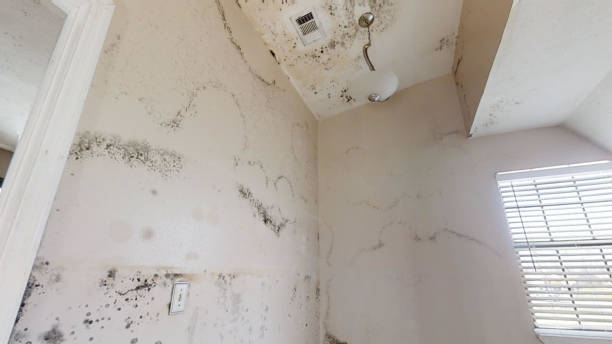 Best Environmental Consulting for Mold Prevention  in Gretna, FL