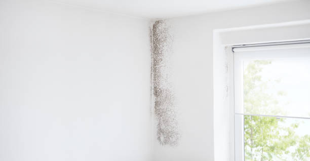 Forensic Mold Investigation in Gretna, FL