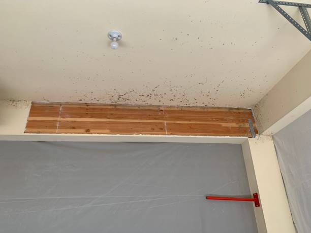 Best Commercial Mold Inspection  in Gretna, FL