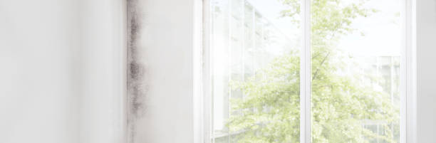 Best Attic Mold Removal  in Gretna, FL