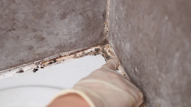 Mold Remediation for Rental Properties in Gretna, FL