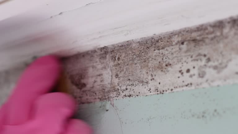 Best Mold Prevention Services  in Gretna, FL